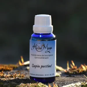 Gemmo - Sapin pectiné